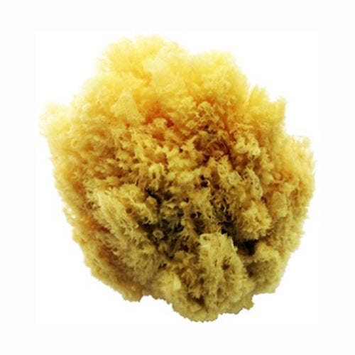 Natural Sea Sponge, Large