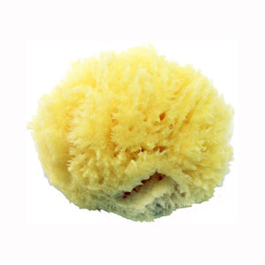 Natural Sea Sponge